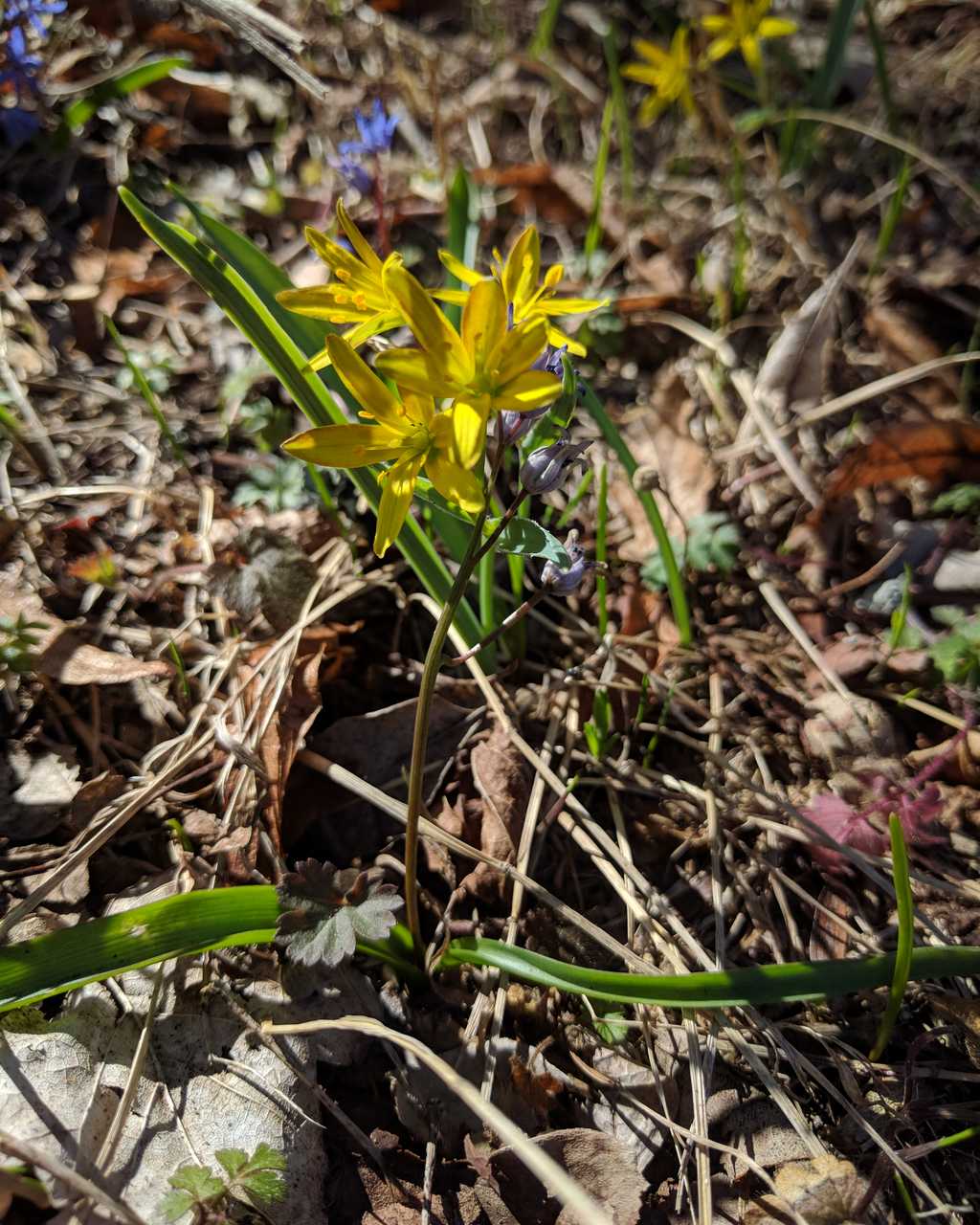 Gagea sp. da determinare